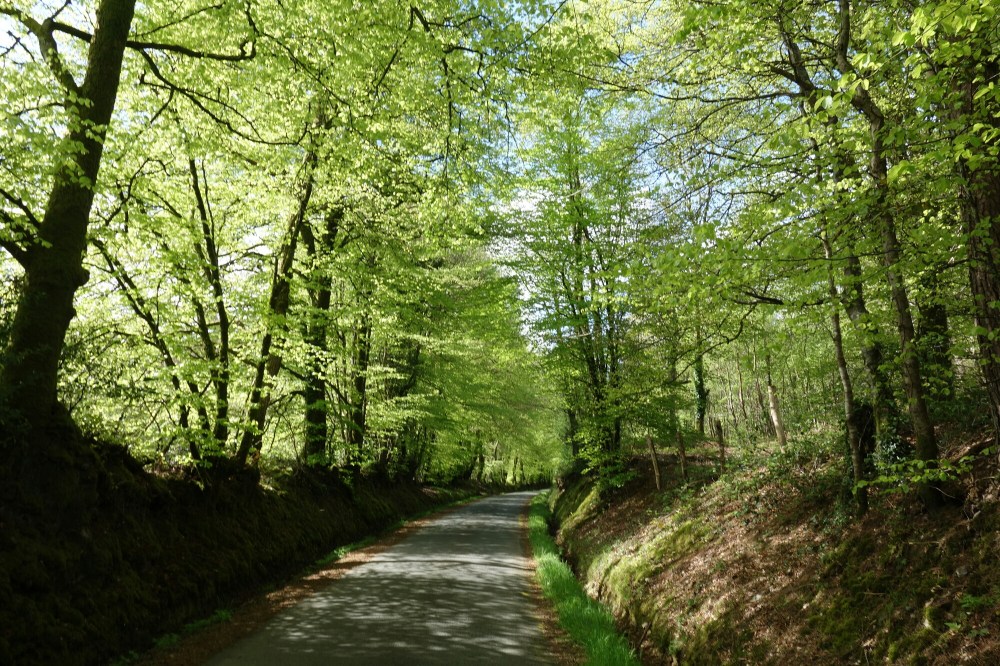 DSC00708.JPG image