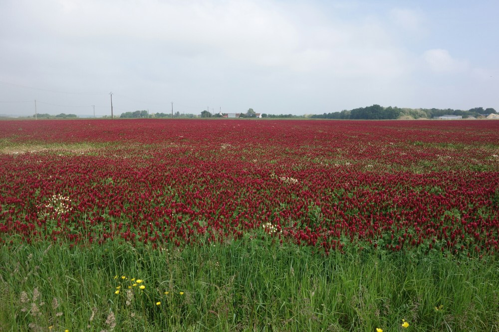 DSC01148.JPG image