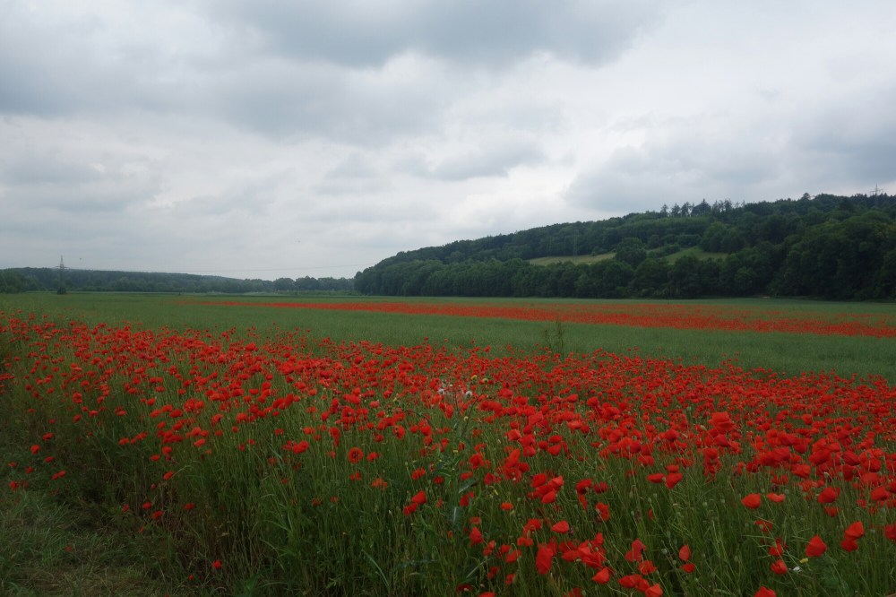 DSC01465.JPG image