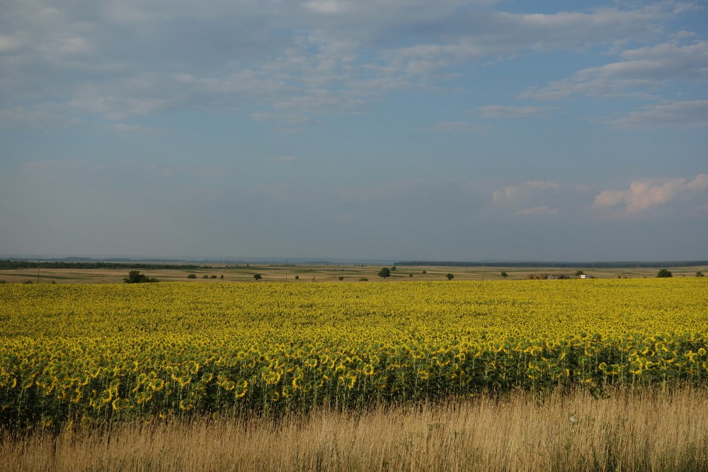 DSC02004.JPG image