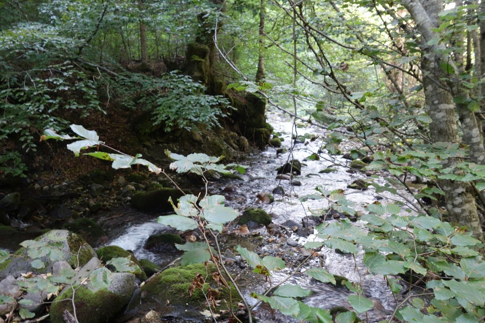 DSC02504.JPG image