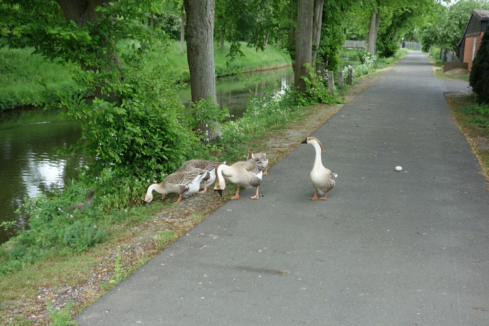 DSC03601.JPG image