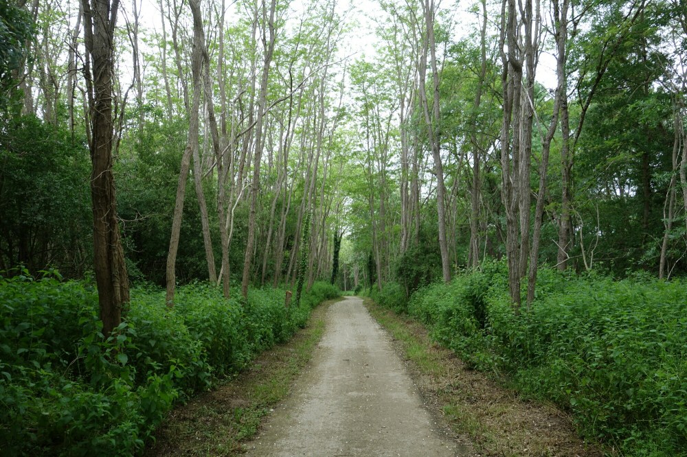 DSC03830.JPG image