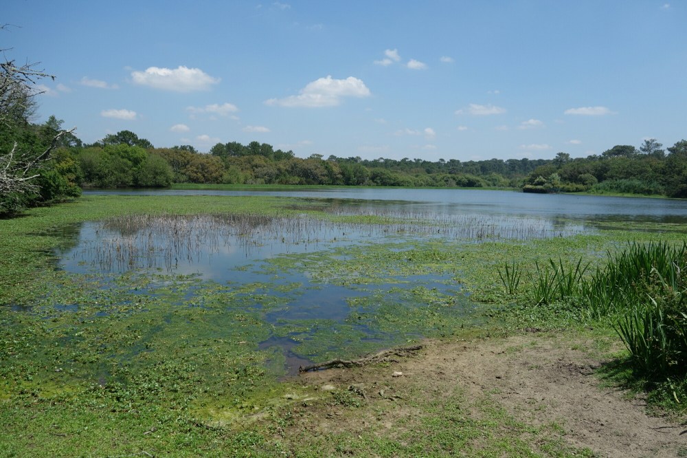 DSC03970.JPG image